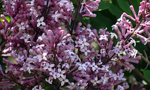 Сирень мейера "Палибин"