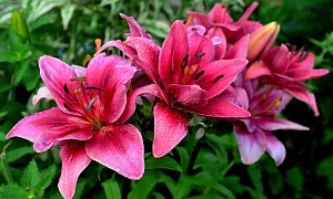 Лилия Азиатская "Дабл Леди" (Double Lady)