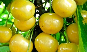 Черешня "Дрогана Желтая"