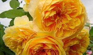 Роза парковая "Грэхам Томас"