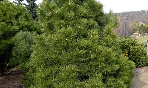 Сосна черная " Нана" (Nana) Сосна черная " Нана" (Nana)