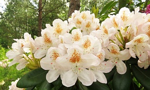 Рододендрон гибридный "Пернилла " (Pernilla)