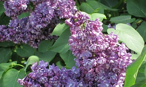 Сирень обыкновенная "Павлинка"