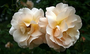 Роза полиантовая "Apricot Nectar"