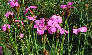 Гвоздика картузианская