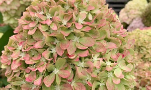 Гортензия метельчатая Пиксио (Pixio)