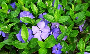 Барвинок малый 