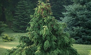 Ель обыкновенная "Акрокона" Ель обыкновенная "Акрокона"