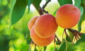Абрикос "Персиковый"
