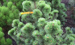 Сосна горная "Mumpitz" Сосна горная "Mumpitz"