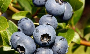 Голубика "Блюрей"