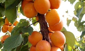 Абрикос колонновидный "Голд"