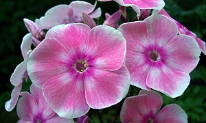 Флокс метельчатый "Татьяна"