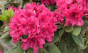 Рододендрон гибридный  "Дабл Кисс" (Double Kiss)