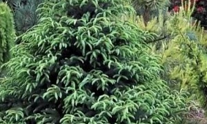 Ель чёрная "Байснери" (Beissneri) Ель чёрная "Байснери" (Beissneri)