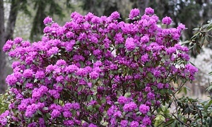 Рододендрон даурский 