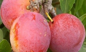 Слива "Персиковая"