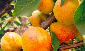 Абрикос "Жигулевский сувенир"