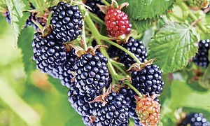 Ежевика "Честер"