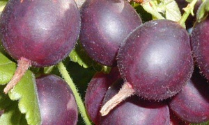 Крыжовник "Сириус"