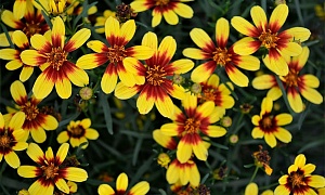 Кореопсис мутовчатый "Бенгальский Тигр"