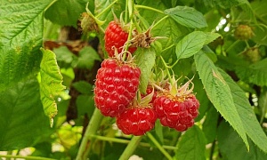 Малина обыкновенная "Огни Москвы"