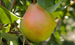 Груша "Пингвин"