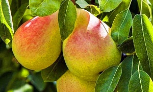 Груша "Дерево Сад"