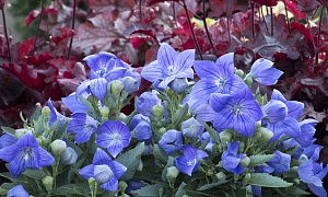 Платикодон grandiflorus "Fuji Blue"