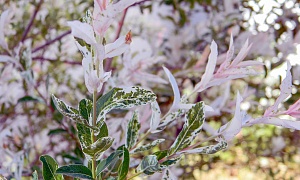 Ива цельнолистная "Хакуро-Нишики"