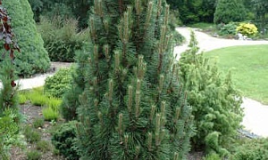 Сосна черная "Ричард" (Richard) Сосна черная "Ричард" (Richard)