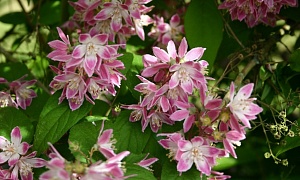 Дейция изящная "Пёрл Роуз" (Perle Rose)