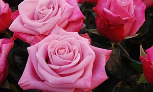 Роза флорибунда "Дип Ватер"