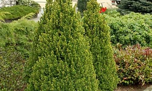 Ель сизая "Коника" (Conica) Ель сизая "Коника" (Conica)