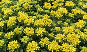 Седум гибридный "Литл Мисс Саншайн" (Little Miss Sunshine)