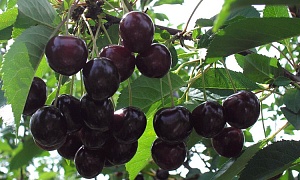 Вишня "Брюнетка"