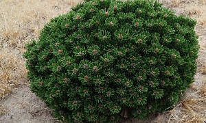 Сосна горная "Атом"(Atom)