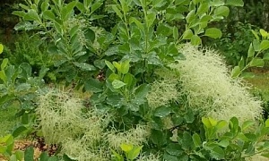 Скумпия кожевенная "Канари"