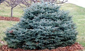 Ель колючая "Глаука Глобоза" Ель колючая "Глаука Глобоза"