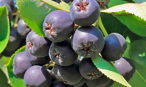 Арония- Сорбарония