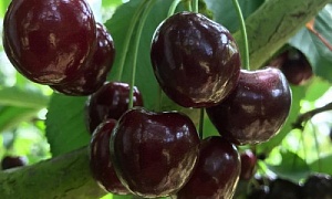 Черешня "Кордия"