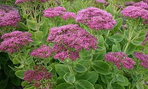 Седум видный