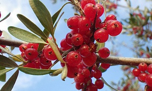 Шефердия серебристая (Shepherdia)