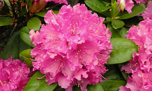 Рододендрон гибридный "Королева Бона/ Роял Канди" ( Krolowa Bona/ Royal Candy)