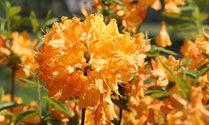 Рододендрон "Голден Лайтс" (Golden Lights)