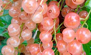 Смородина розовая Смольянинова