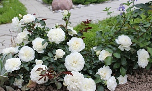 Роза английская почвопокровная "Бланк Мейяндекор"