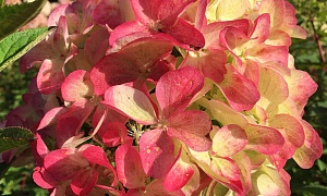 Гортензия метельчатая Граффити (Graffiti)