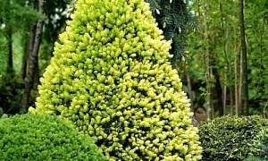 Ель канадская "Дейзис Уайт"