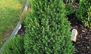 Ель канадская "Перфекта" (Perfecta) Ель канадская "Перфекта" (Perfecta)